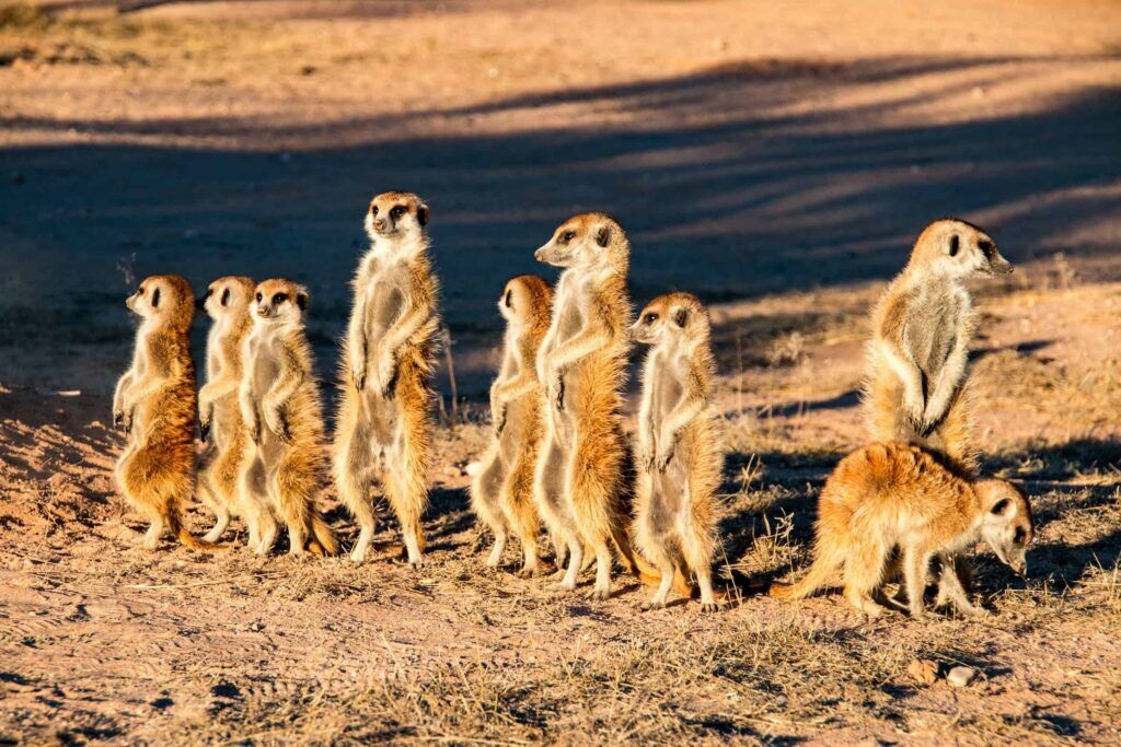 Meerkat family in Kgalagadi National Park, South Africa