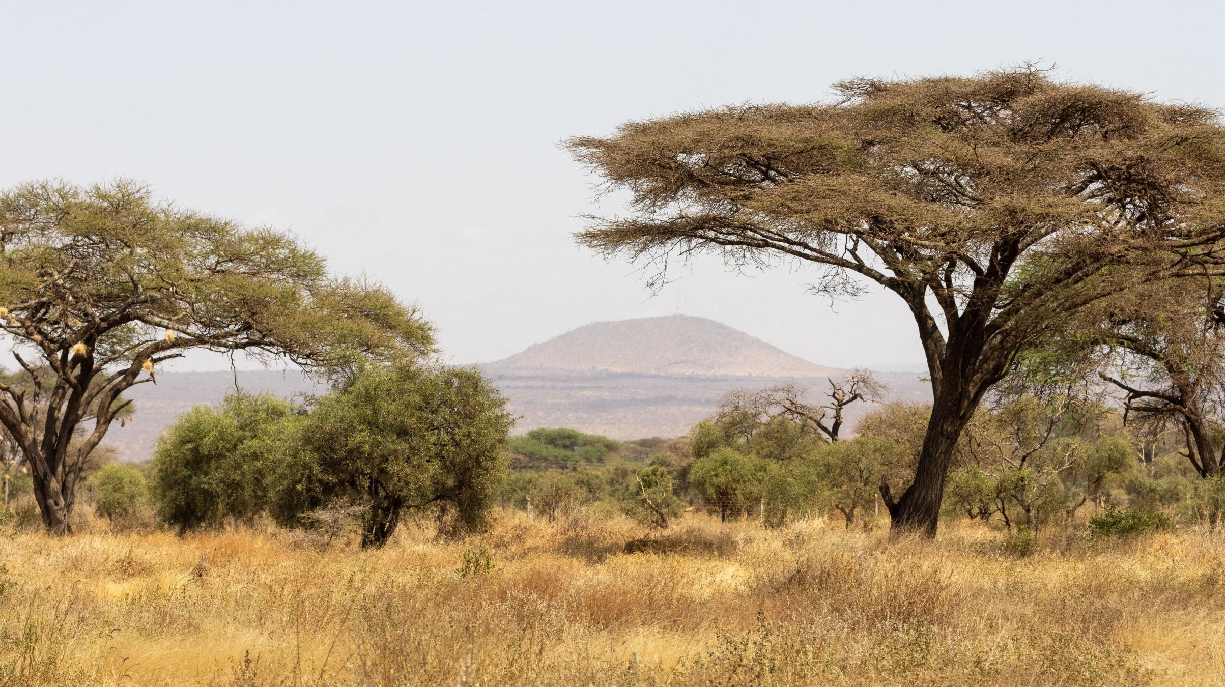 Trajet du parc national de Tsavo Ouest à celui d'Amboseli