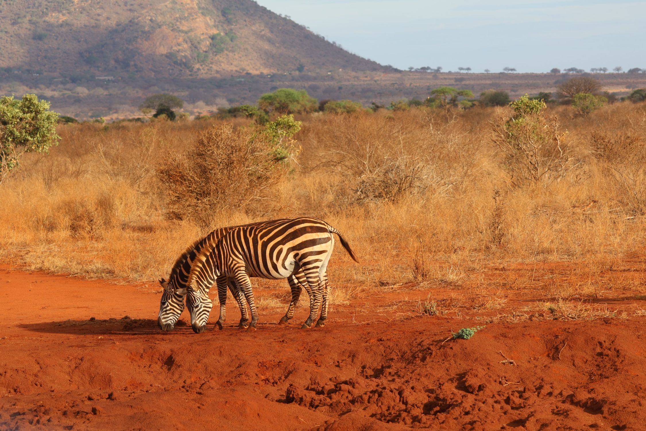 Trajet de Mombasa à la zone de conservation de Ngutuni