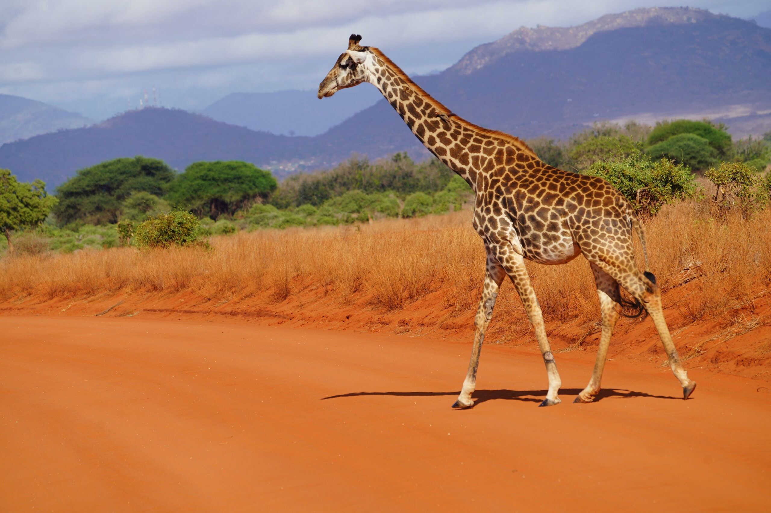Trajet du parc national d'Amboseli à celui de Tsavo Est