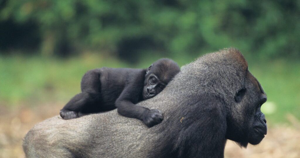 Gorille en ouganda avec bébé