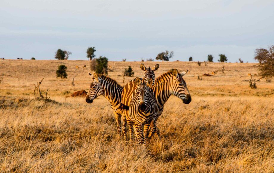Quatre zèbres se tenant en cercle pendant l’heure dorée dans le parc national de Tsavo Ouest, au Kenya