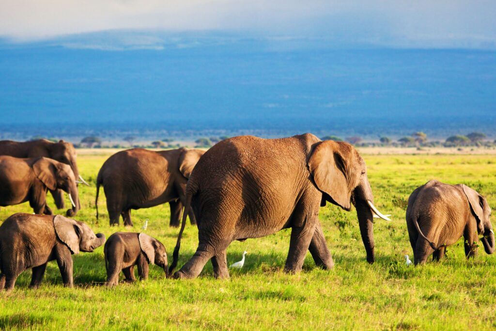 Éléphants en marche