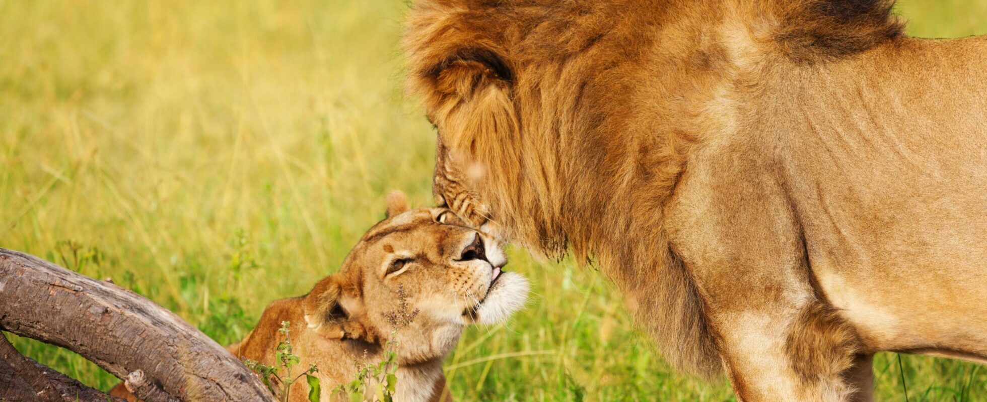 Lions du parc Amboseli