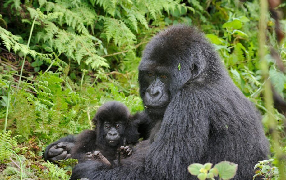 gorilles en ouganda