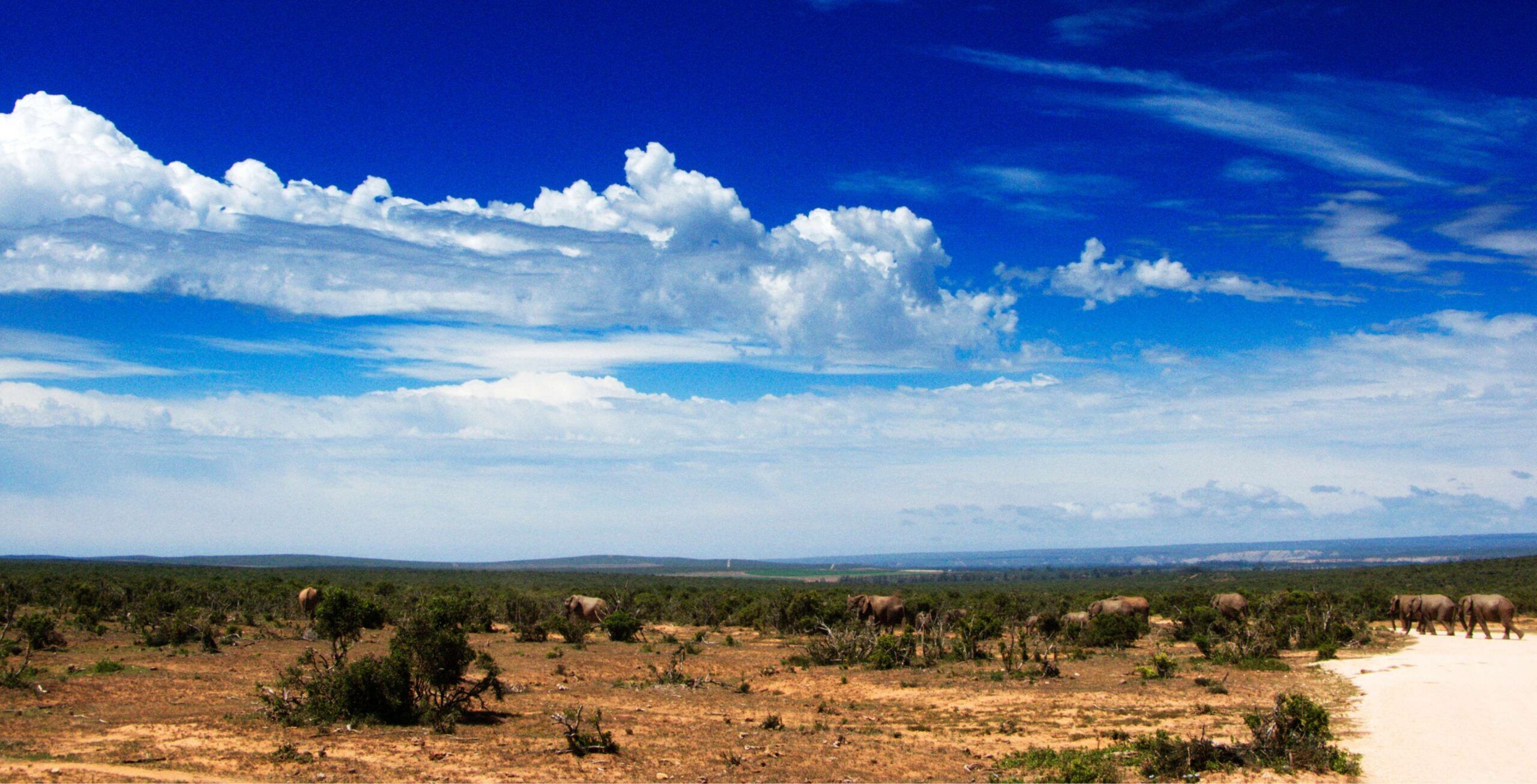 Trajet de Jeffreys Bay au parc national d'Addo Elephant