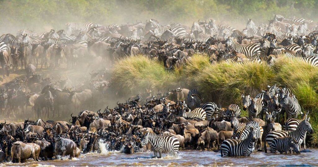 La grande migration dans la réserve du Masai Mara au Kenya La grande migration dans la réserve du Masai Mara au Kenya