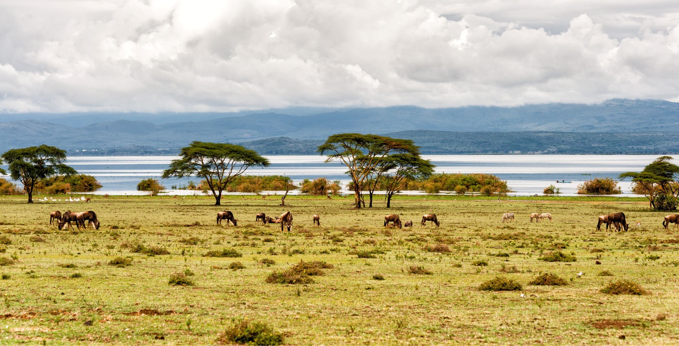 Trajet de la zone de conservation de Solio au lac Naivasha
