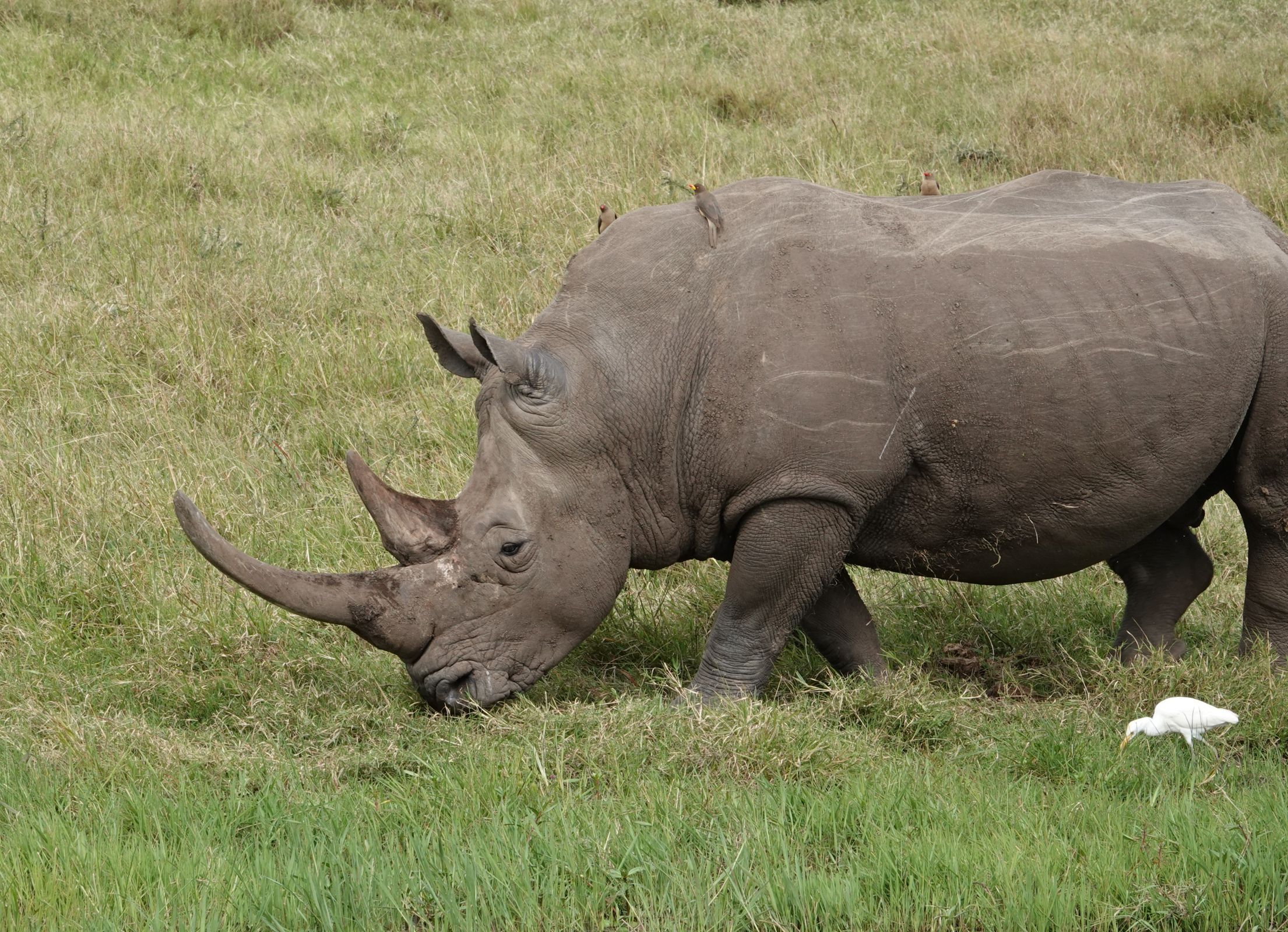 Trajet de Nairobi à la zone de conservation d'Ol' Pejeta