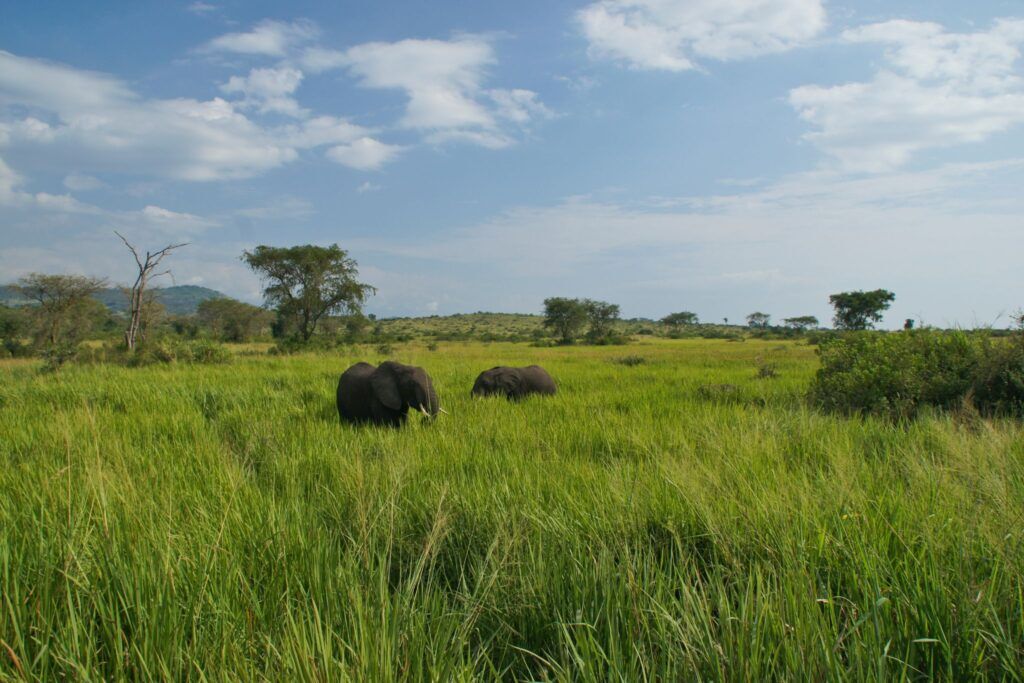 Éléphants du parc Queen Elizabeth en Uganda