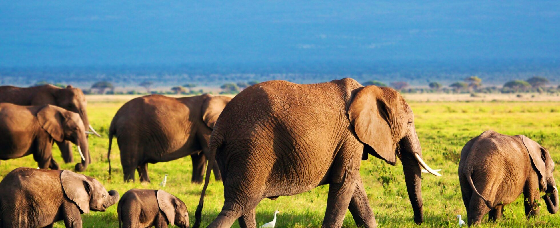 Éléphants en marche