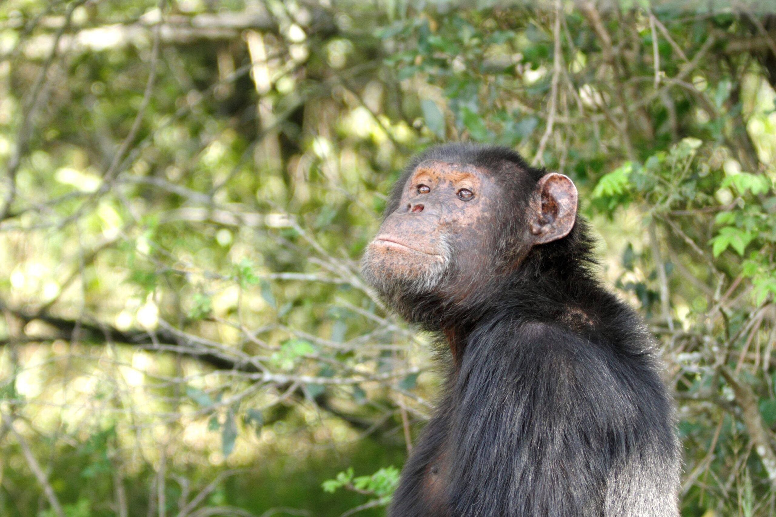 Ol’ Pejeta chimpanzee