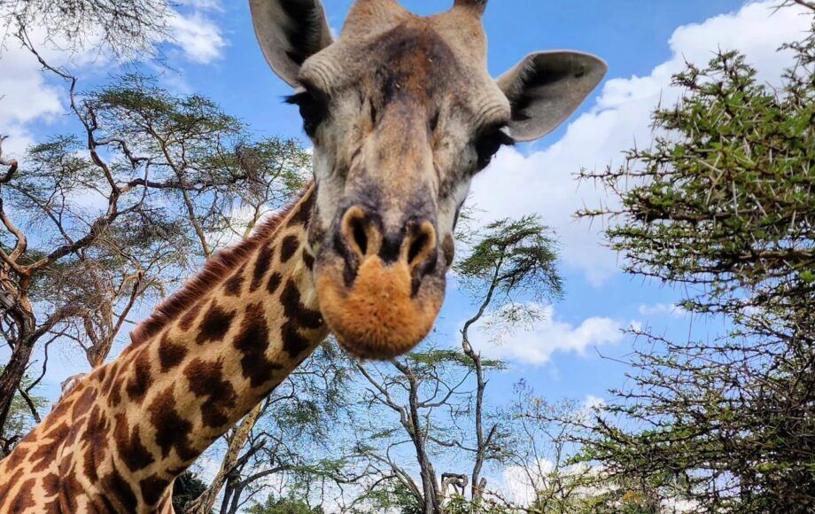 Girafe pendant un safari au Kenya