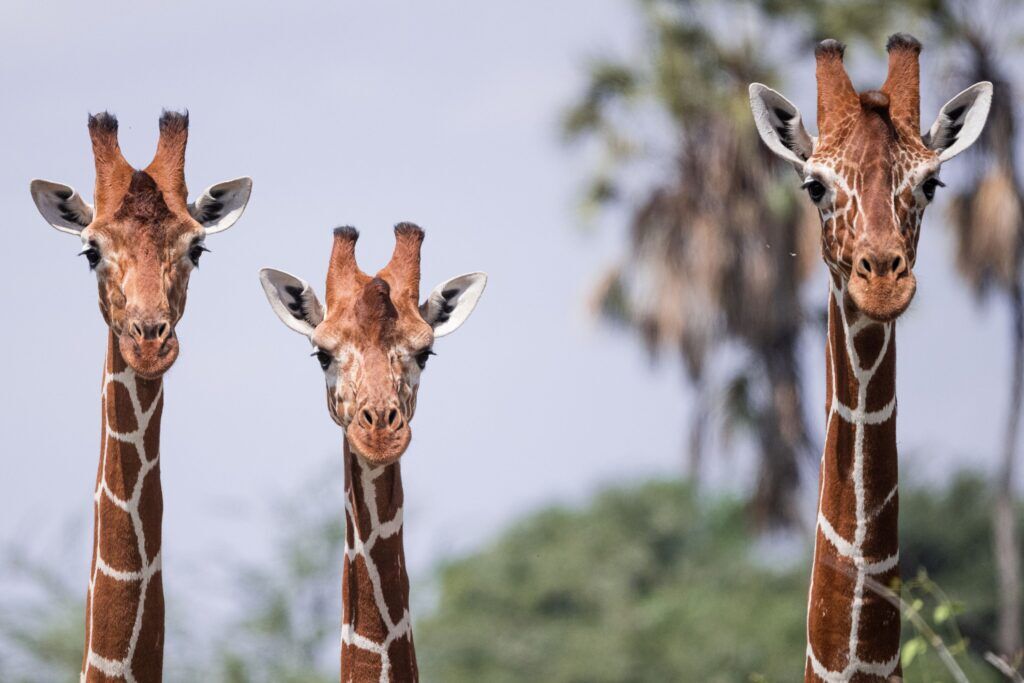 Girafe réticulée Samburu lors de 6 jours au Kenya