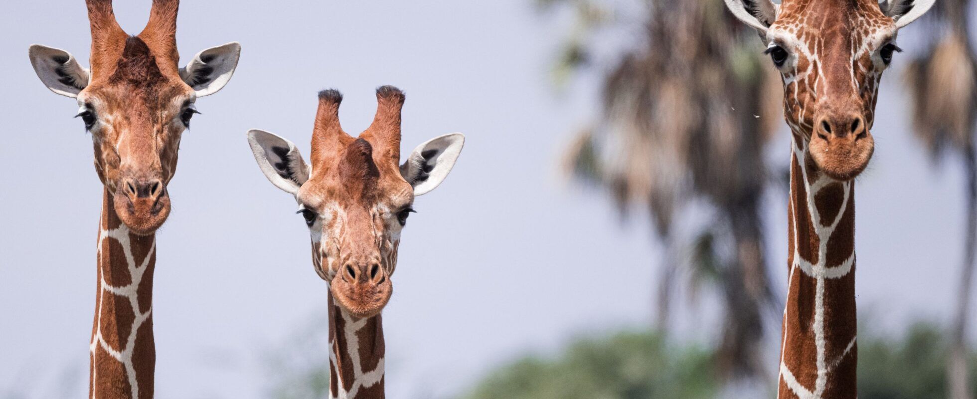 Girafe réticulée Samburu lors de 6 jours au Kenya