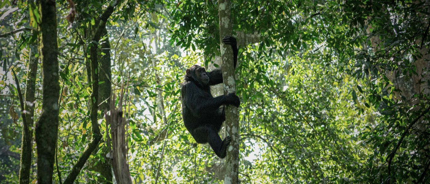 Chimpanzee trekking Uganda