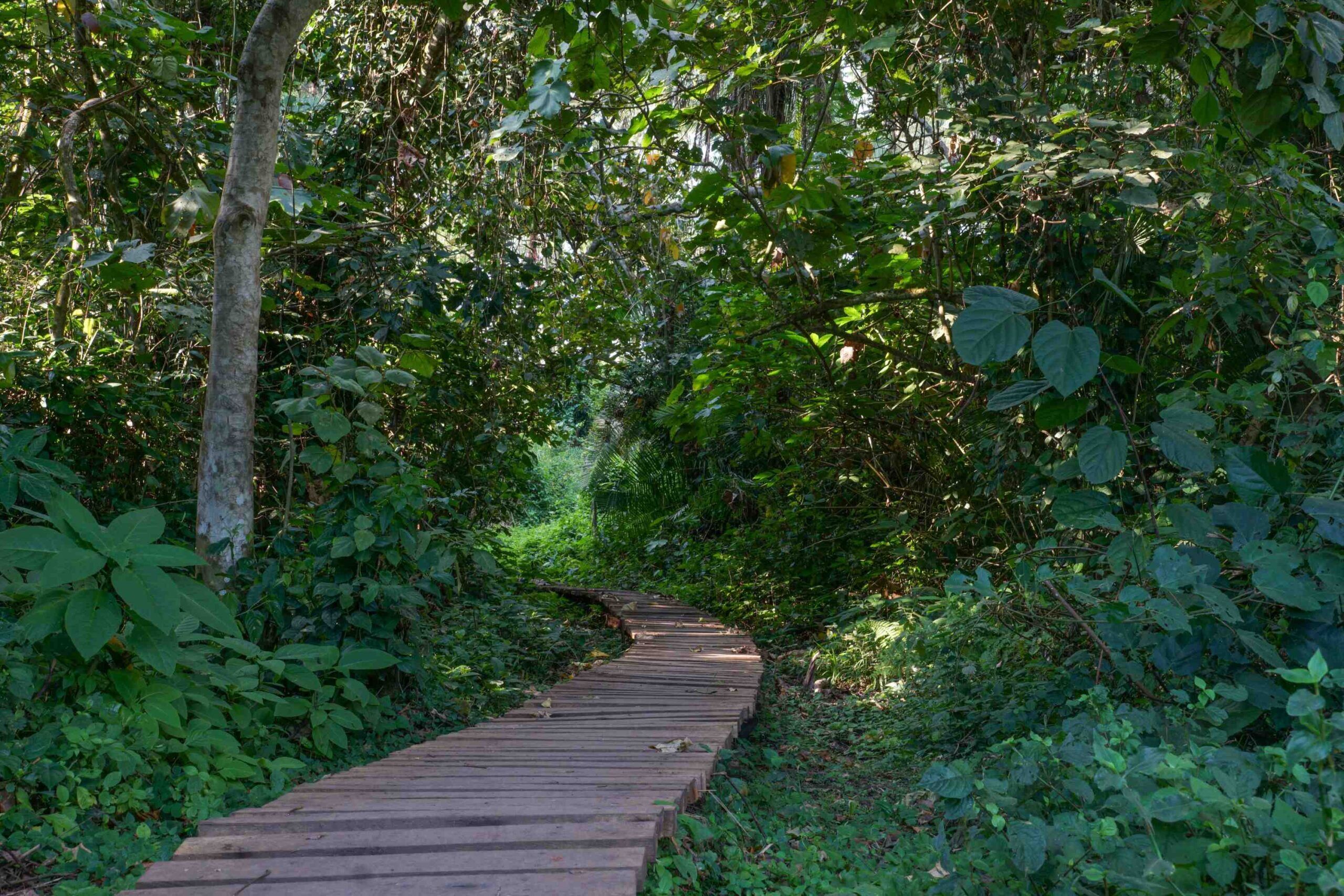 Promenade dans les marais du sanctuaire des zones humides de Bigodi, parc national de Kibale