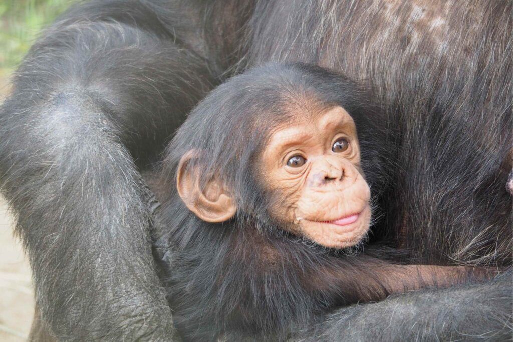 Bébé chimpanzé