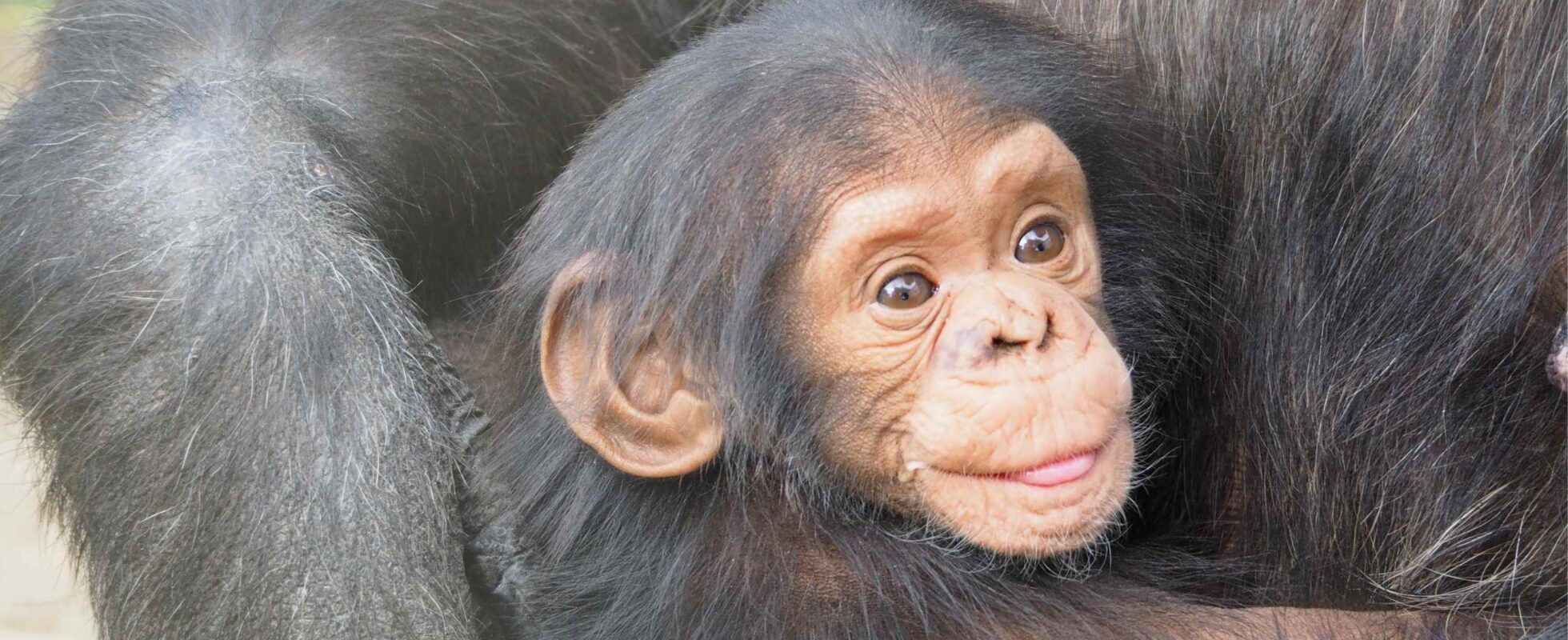 Bébé chimpanzé