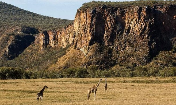 Girafes au Kenya