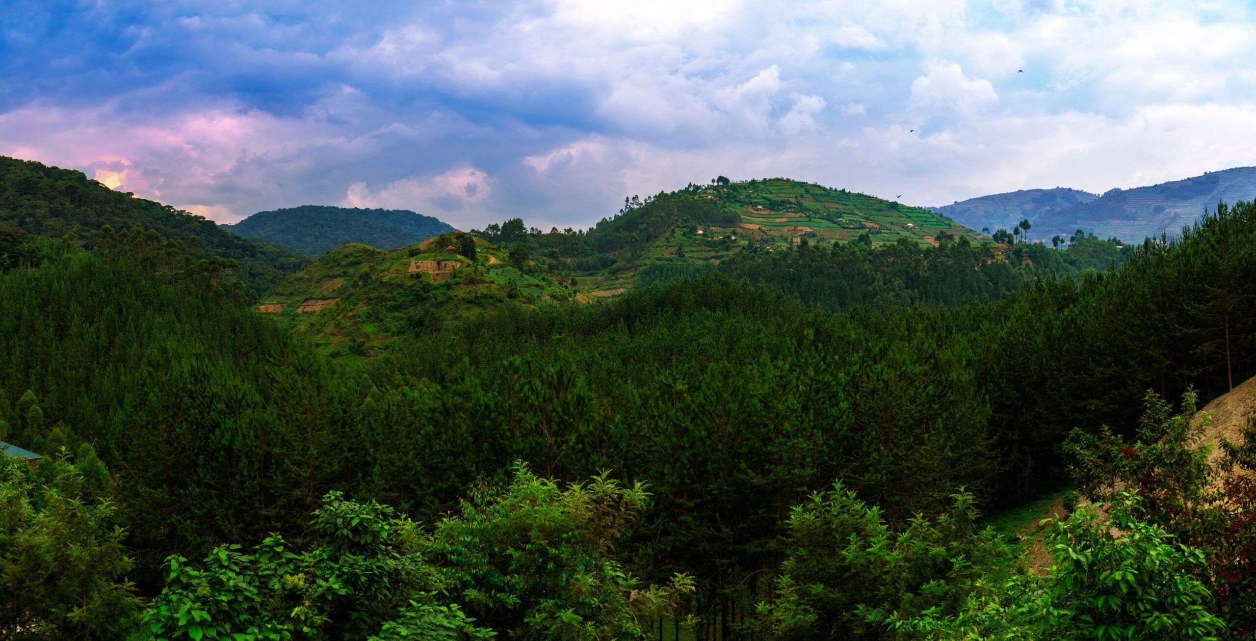 Parc national de Bwindi Impénétrable