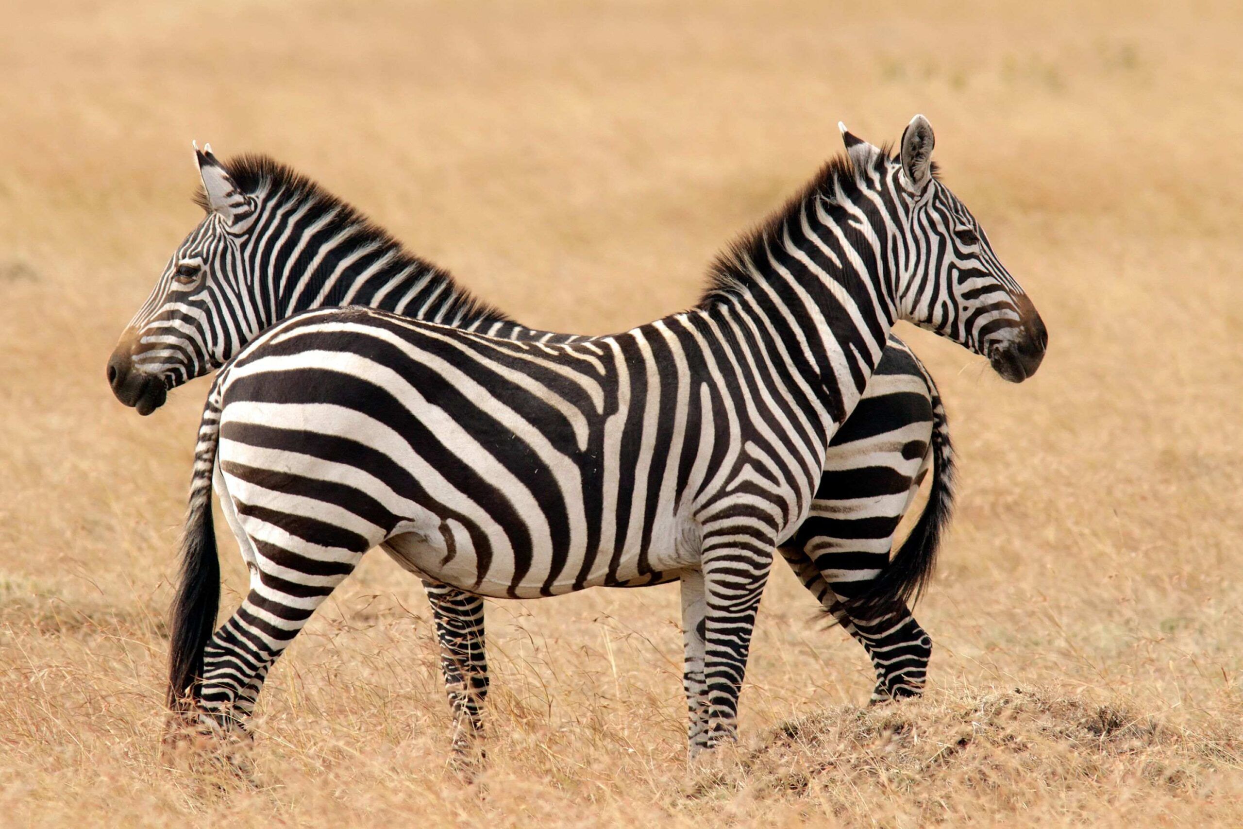 Safari à pied au Zebra Plains