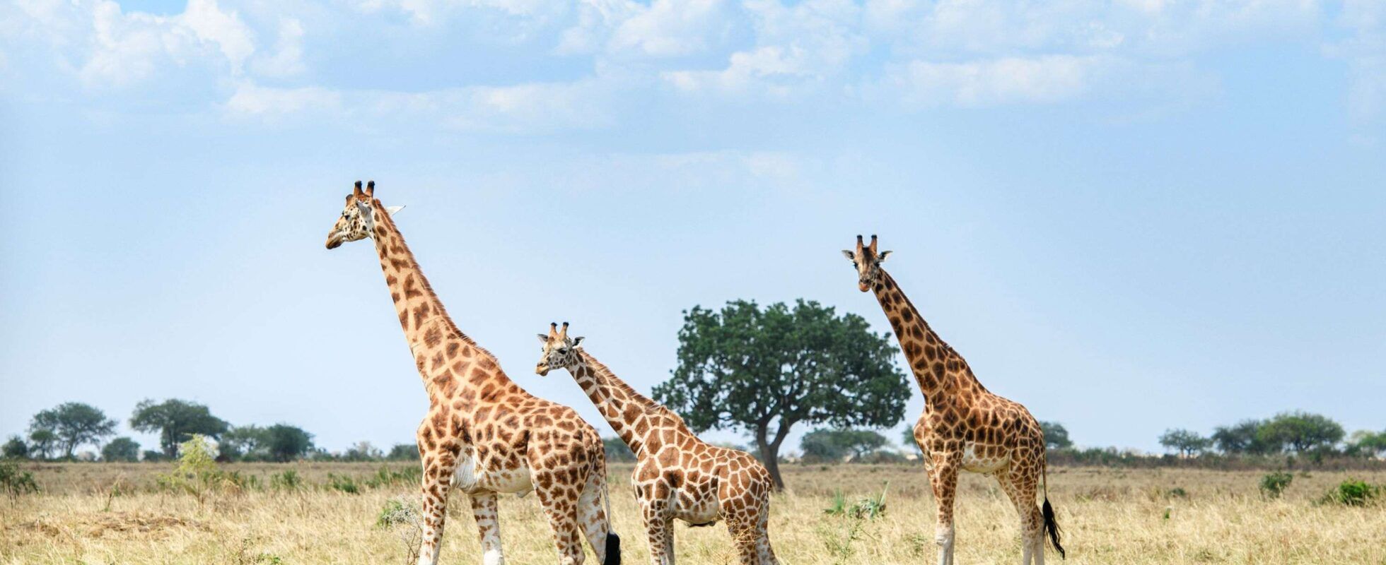 Observer les girafes à Kidepo