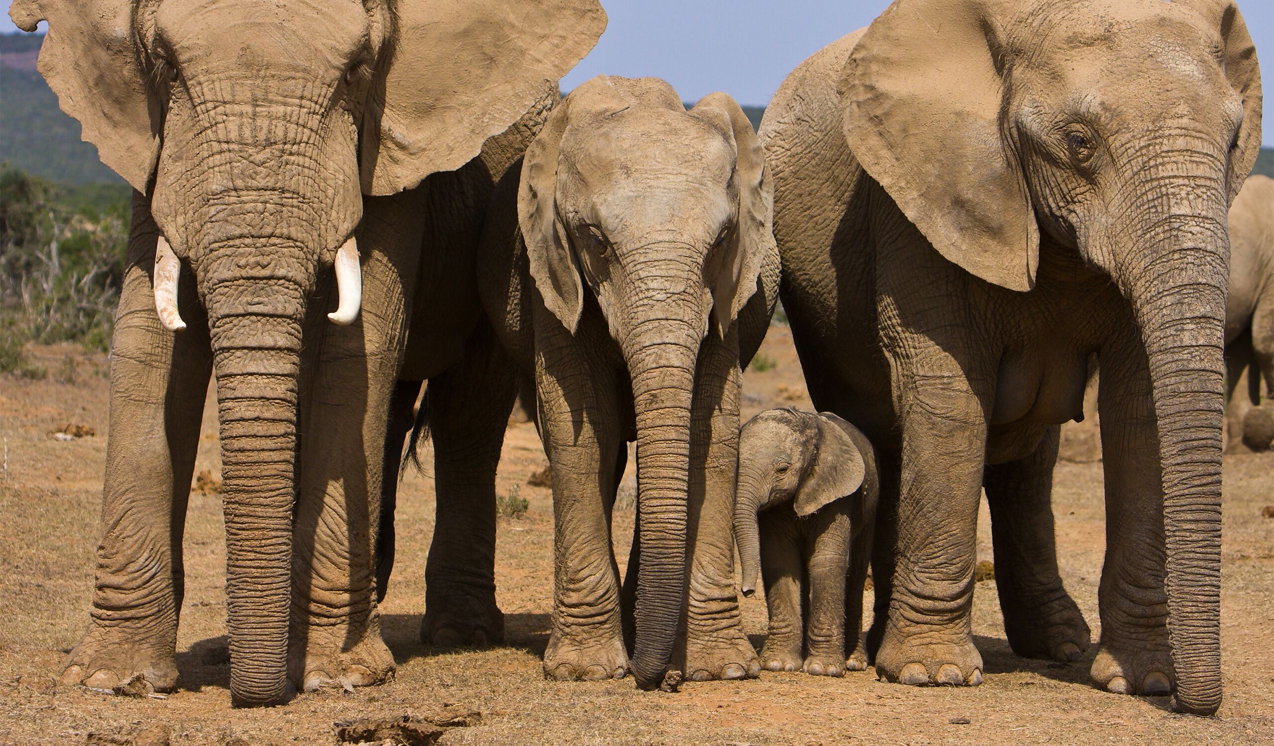 Parc national des Éléphants d'Addo