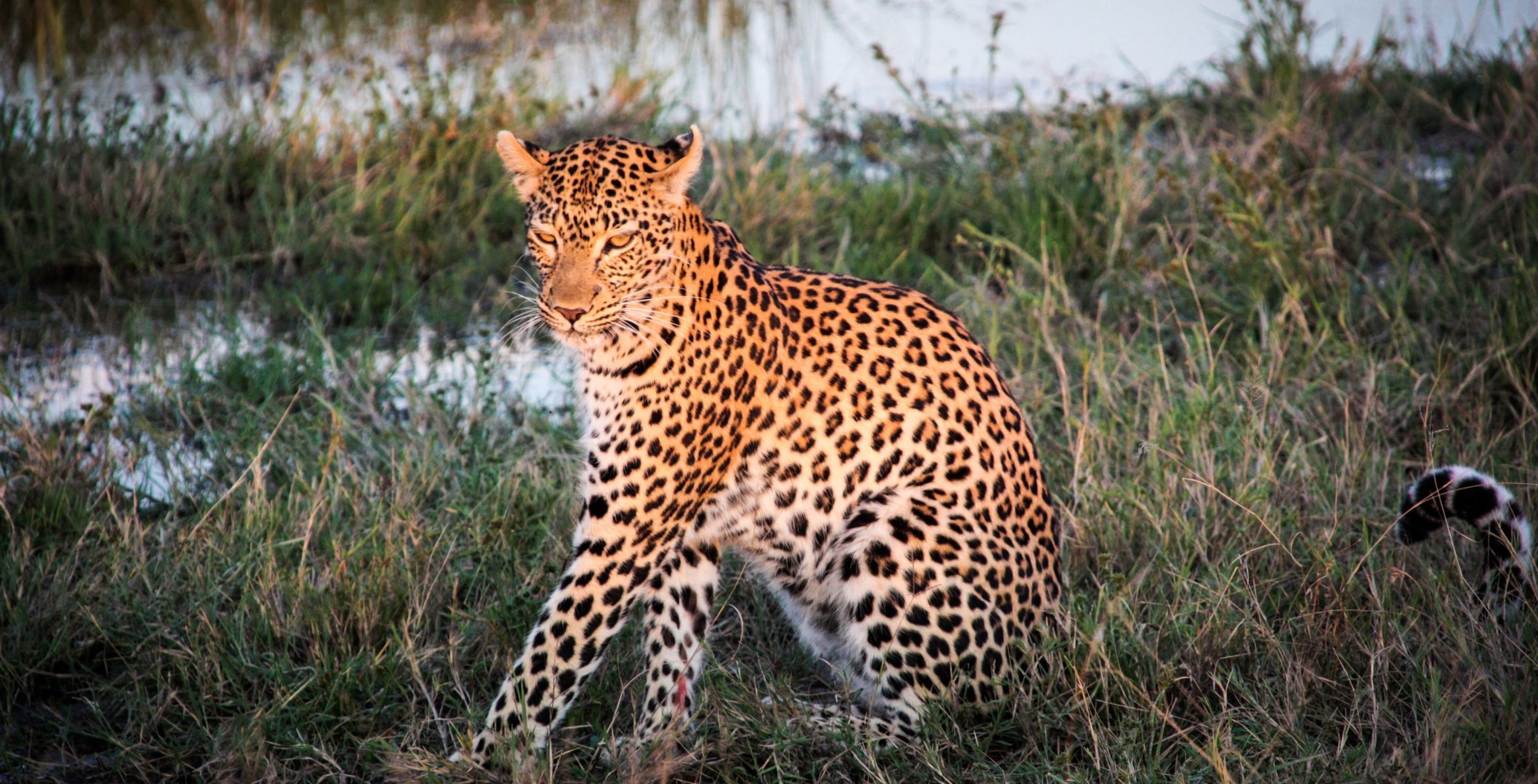 Savuti (Parc national de Chobe)