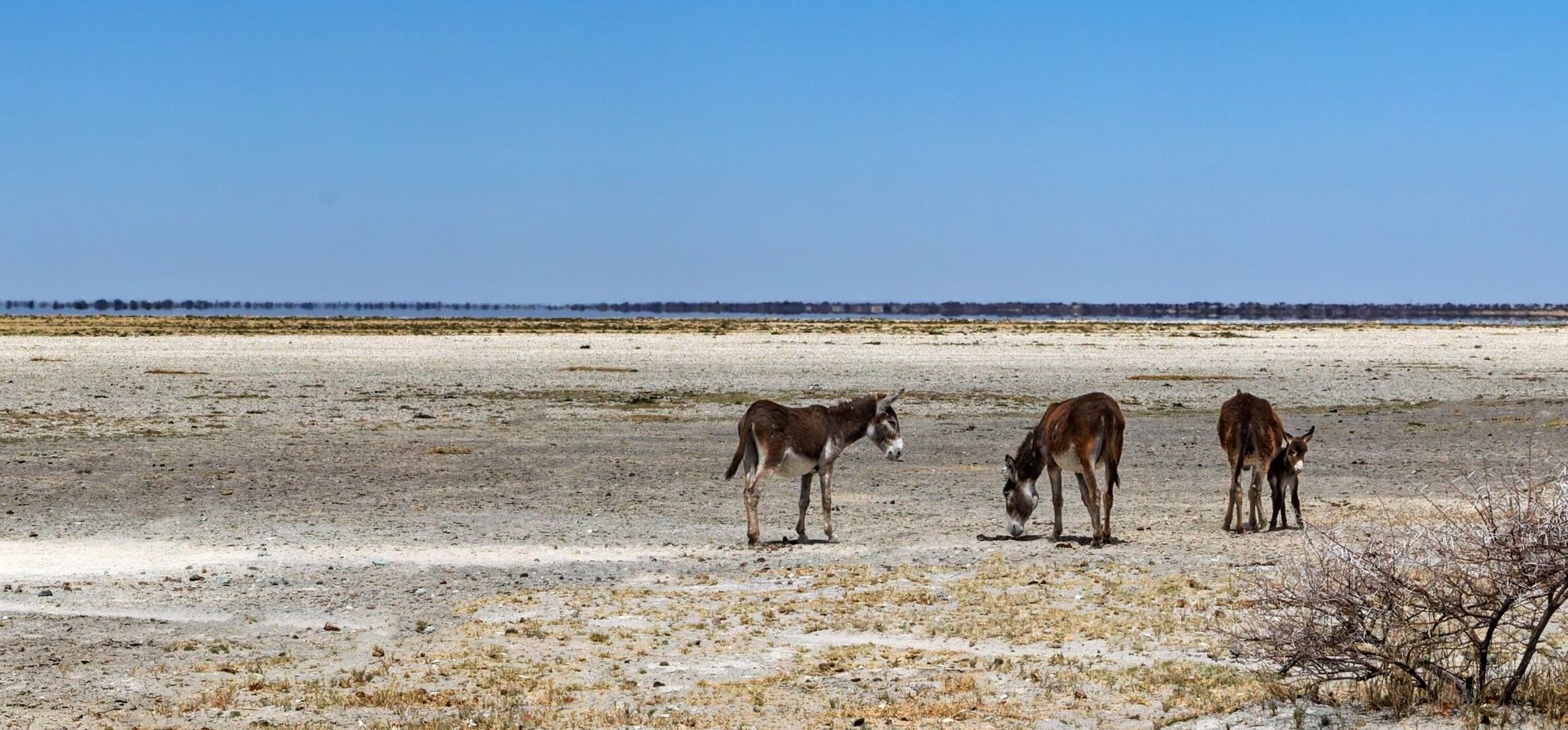 Parc national de Makgadikgadi Pans