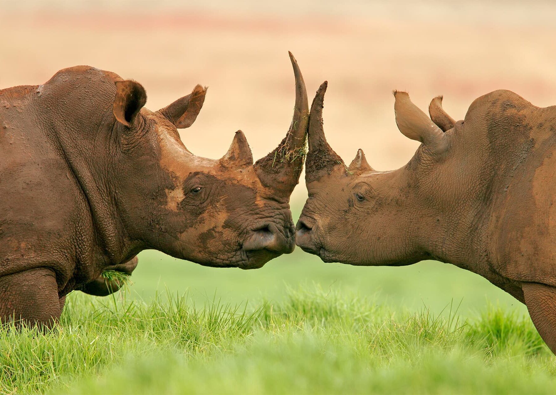 Deux rhinocéros noirs se touchant le museau dans l'herbe verte.