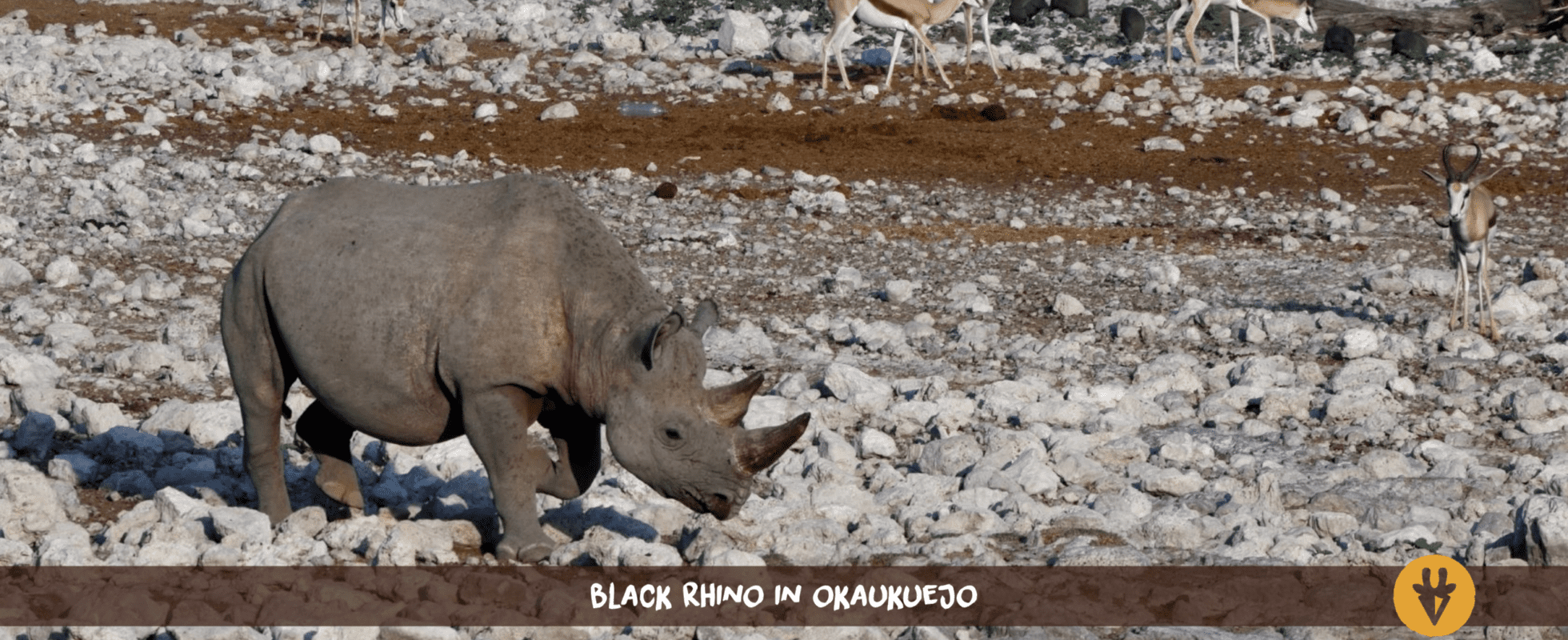 Un rhinocéros noir marchant sur les pierres blanches du parc national d'Etosha en Namibie, avec des antilopes en arrière-plan