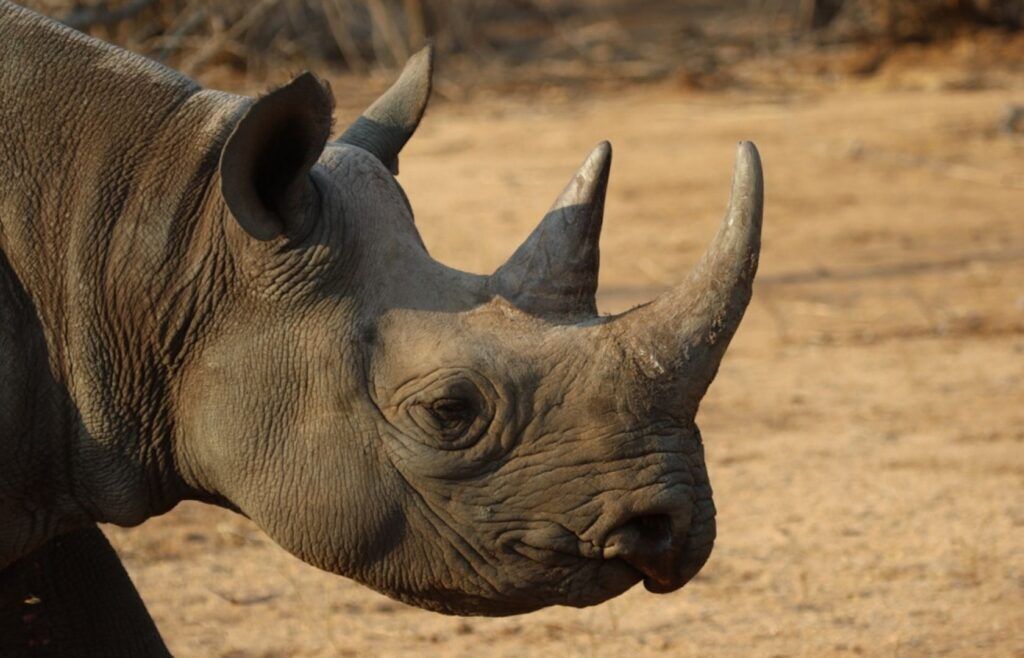 Gros plan sur la tête d'un rhinocéros noir
