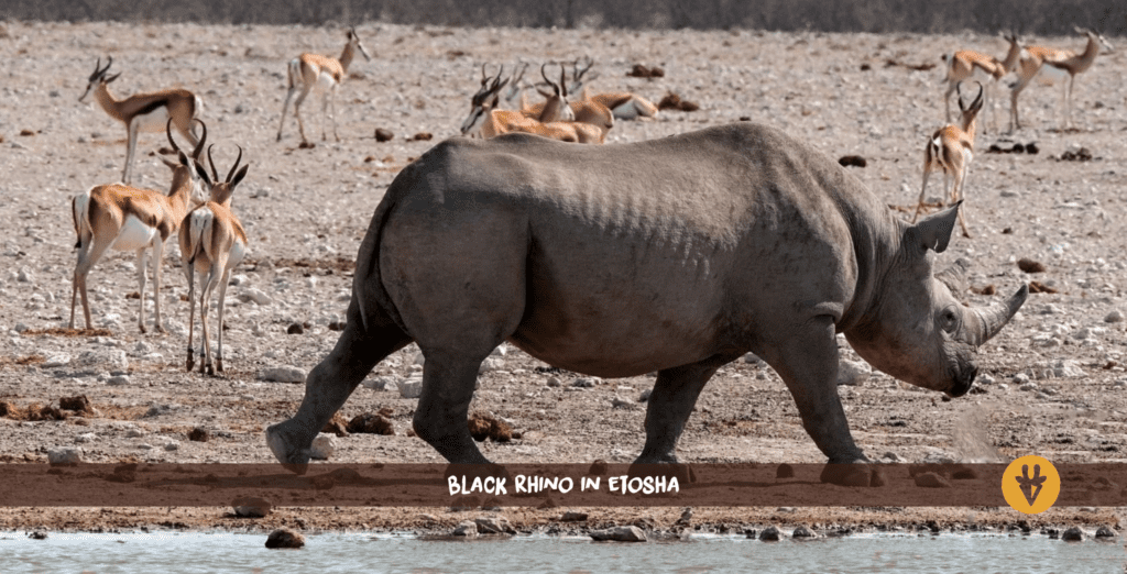 Rhinocéros noir au point d'eau d'Okaukuejo