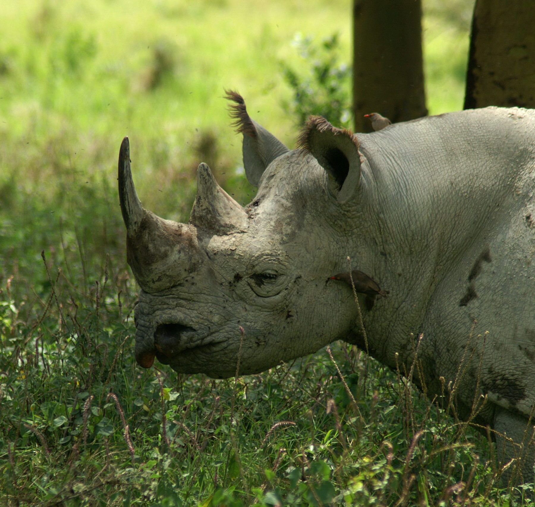 Rhinocéros noir debout dans l'herbe verte.