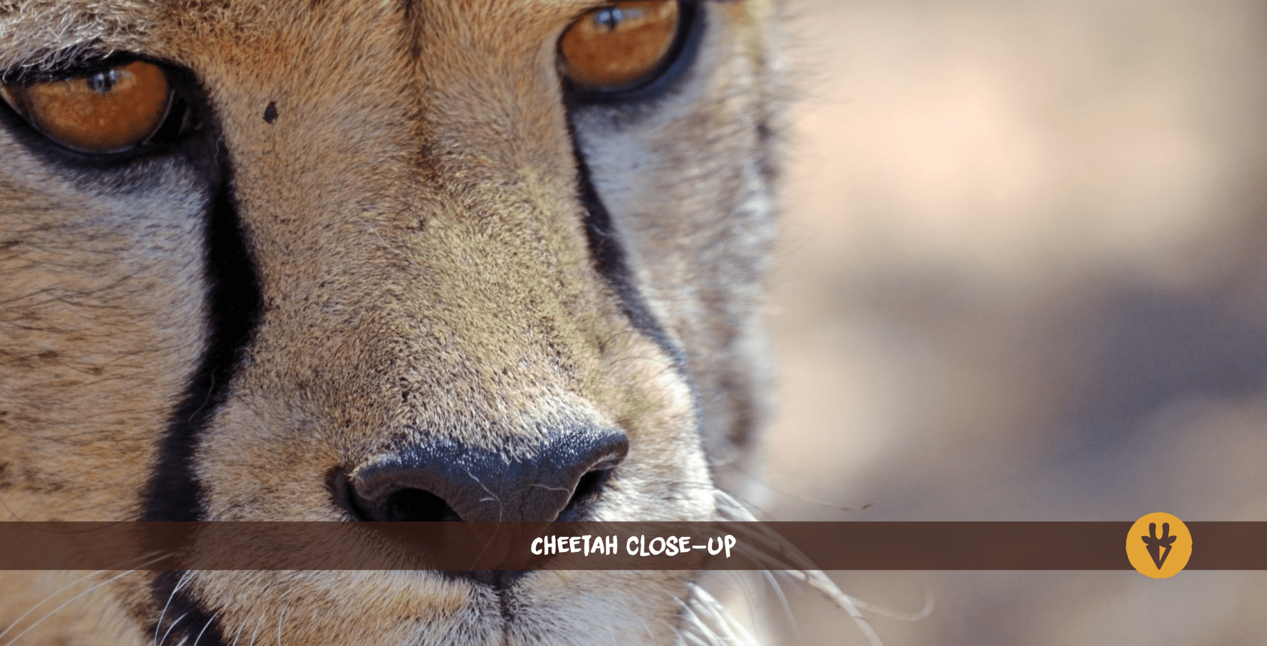Gros plan sur un guépard aux yeux jaune-orange.
