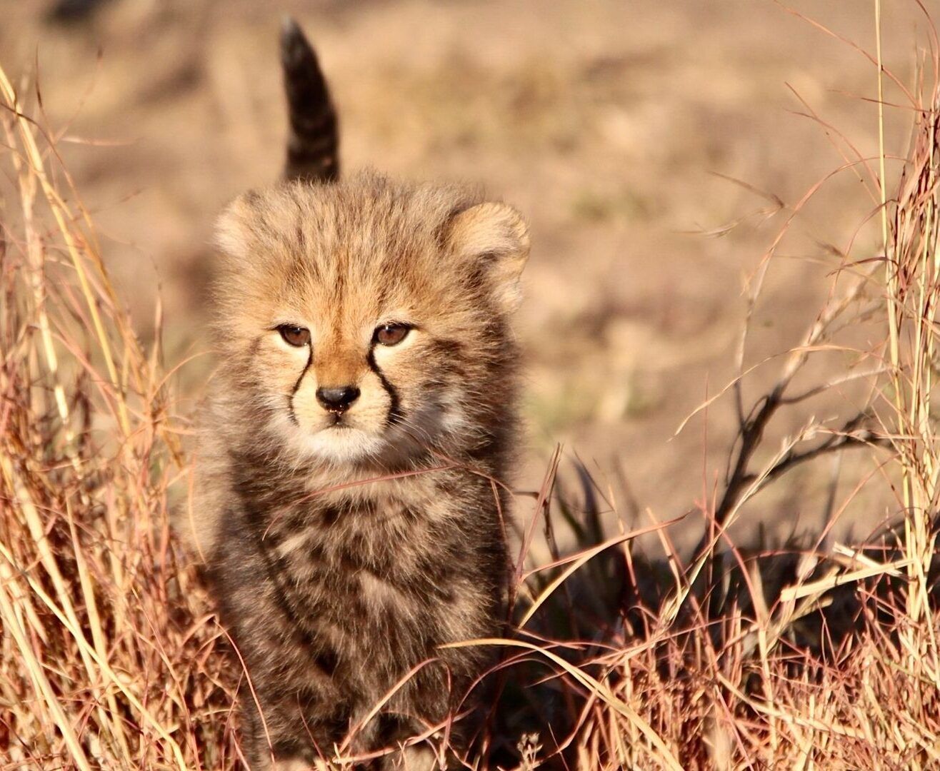 Bébé guépard Afrique du Sud