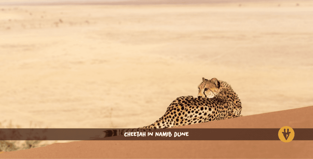 Guépard dans une dune du Namib.