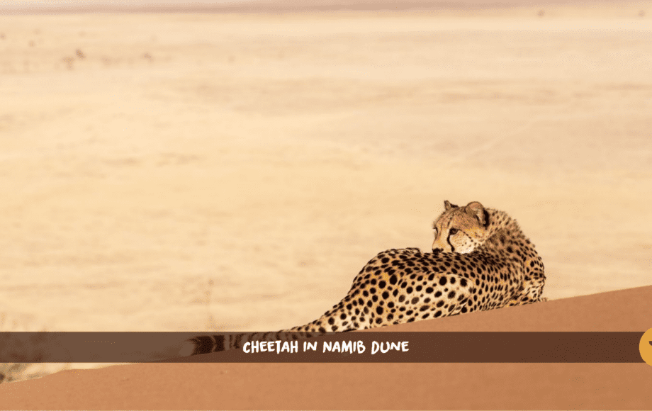Guépard allongé sur une dune rouge du désert namibien, avec des montagnes en arrière-plan.