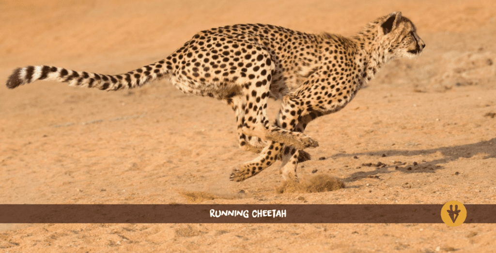 Guépart en train de courir