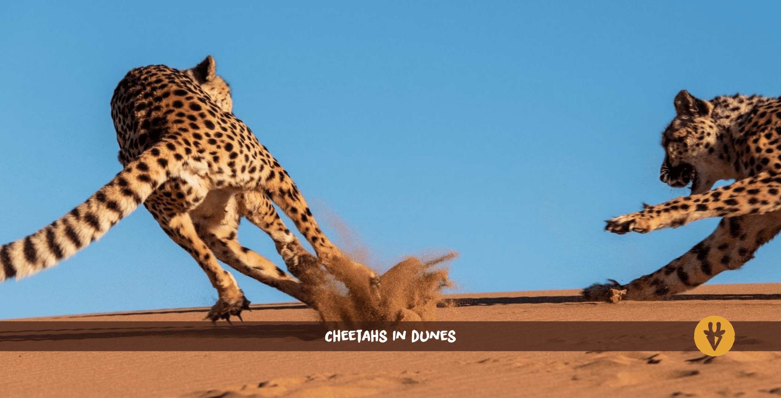 Deux guépards se poursuivant dans les dunes rouges de Namibie.