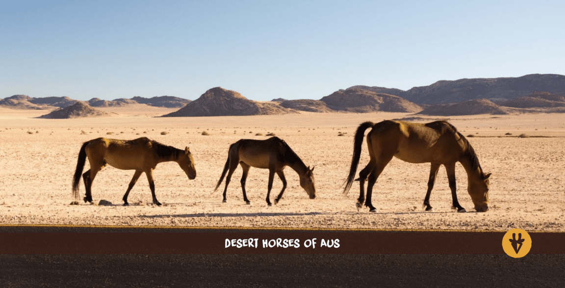 Trois chevaux du désert en Namibie marchant en file indienne avec des montagnes en arrière-plan.