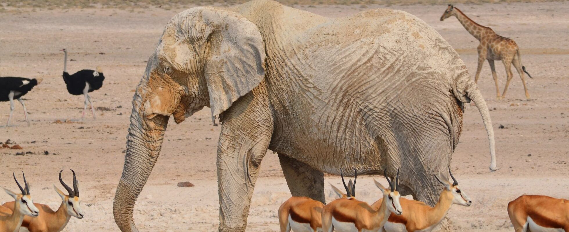 Éléphant entouré de springboks, d'autruches et d'une girafe dans le parc national d'Etosha en Namibie