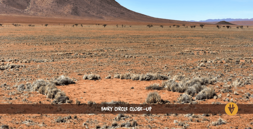 Gros plan sur un cercle de fées en Namibie avec une montagne en arrière-plan.