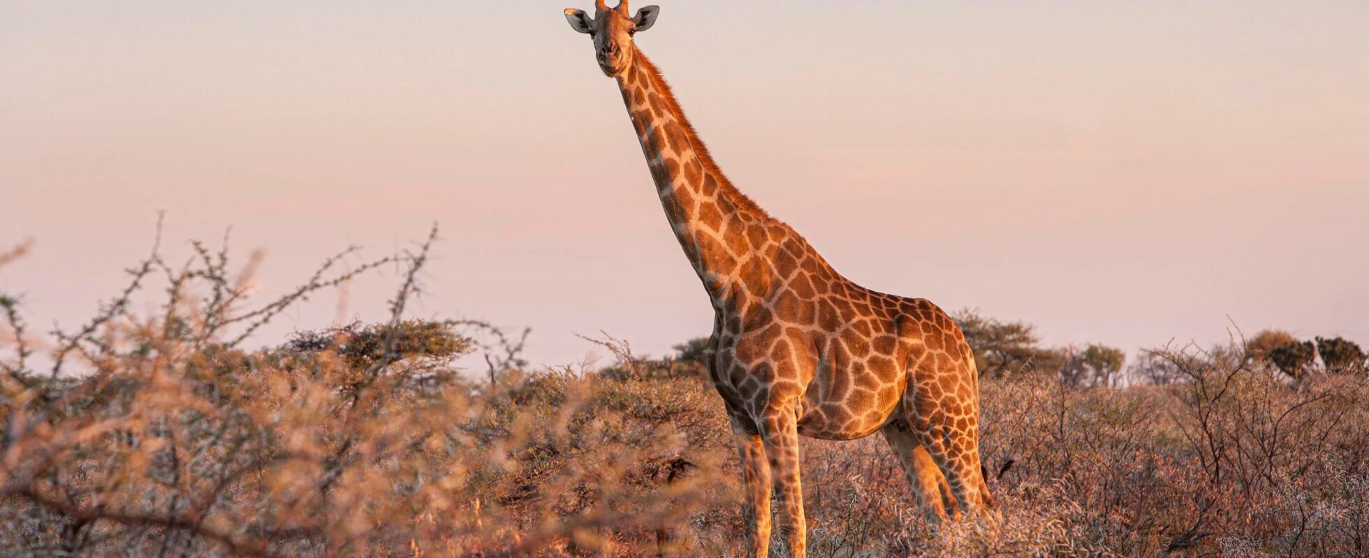 Girafe debout dans la savane au coucher du soleil dans le parc national d'Etosha