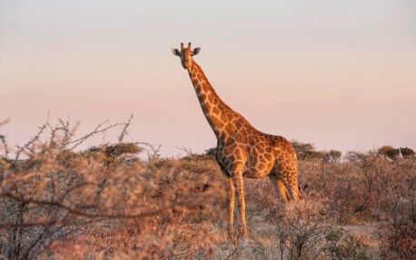Girafe debout dans la savane au coucher du soleil dans le parc national d'Etosha