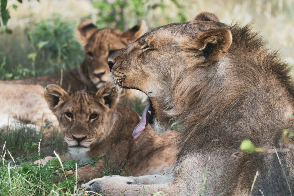 Troupe de lions se reposant à l'ombre dans le parc national d'Etosha avec un lion qui baille