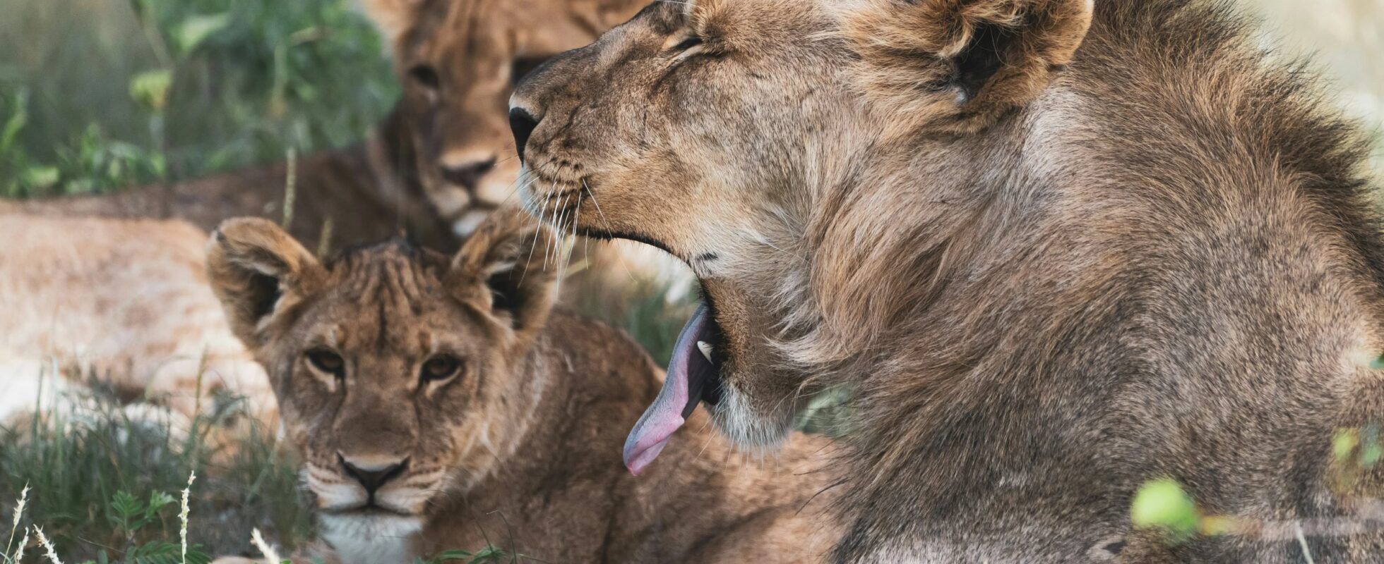 Troupe de lions se reposant à l'ombre dans le parc national d'Etosha avec un lion qui baille