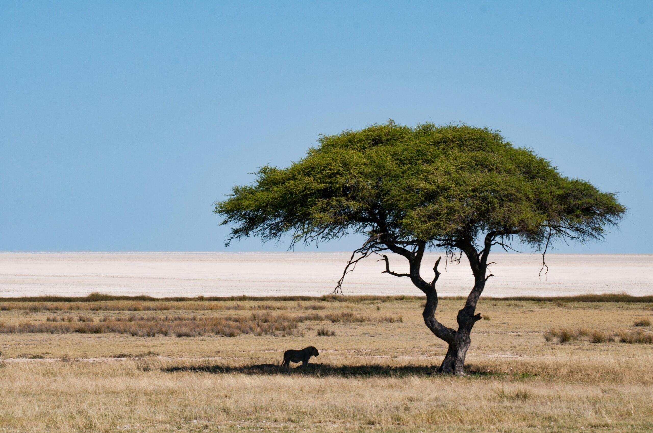 Lion solitaire sous un acacia