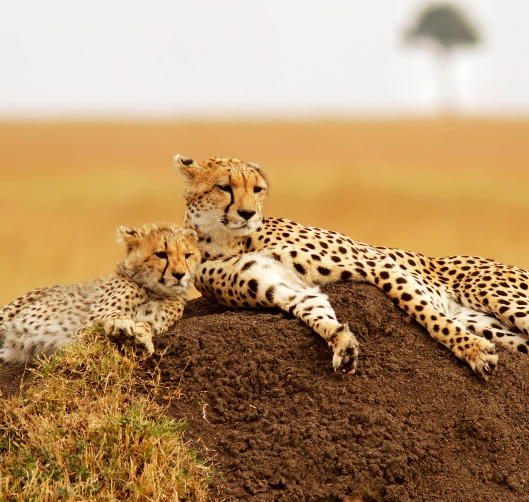 Mère guépard et son petit allongés sur une butte de terre.
